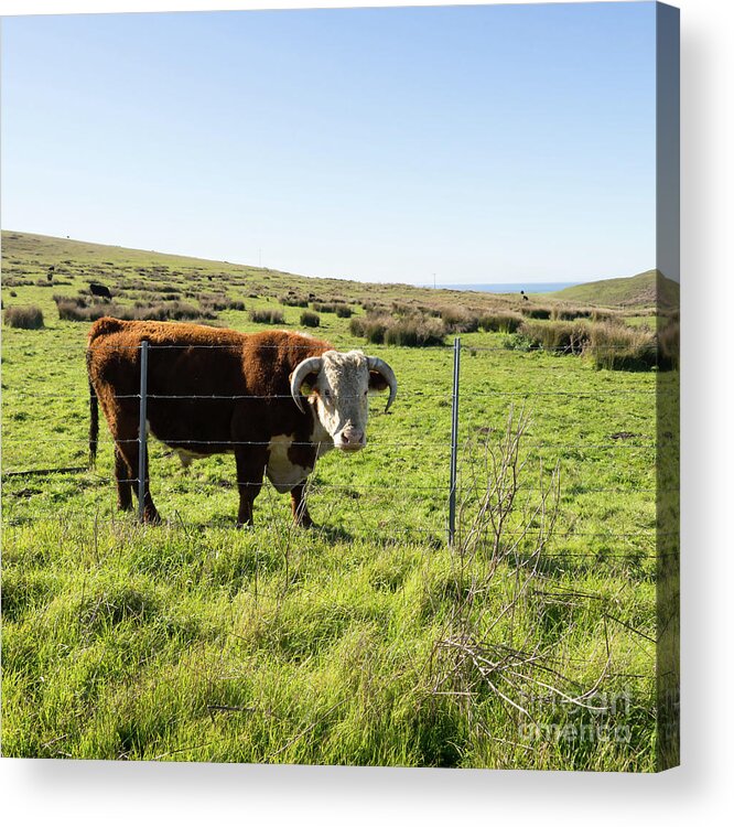 Wingsdomain Acrylic Print featuring the photograph Big Bull At Point Reyes National Seashore California DSC4884-sq by Wingsdomain Art and Photography