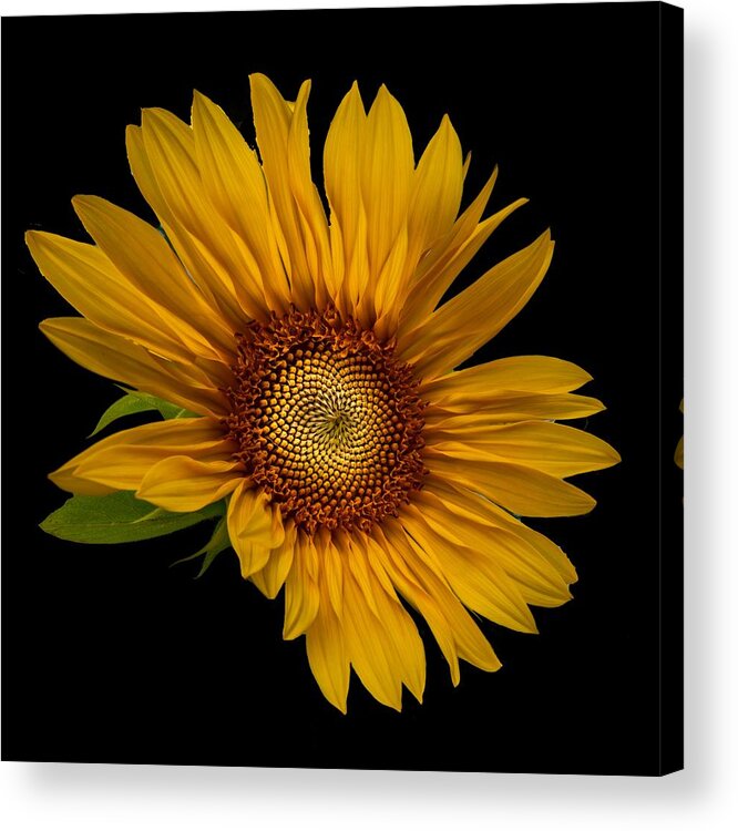 Art Acrylic Print featuring the photograph Big Sunflower by Debra and Dave Vanderlaan