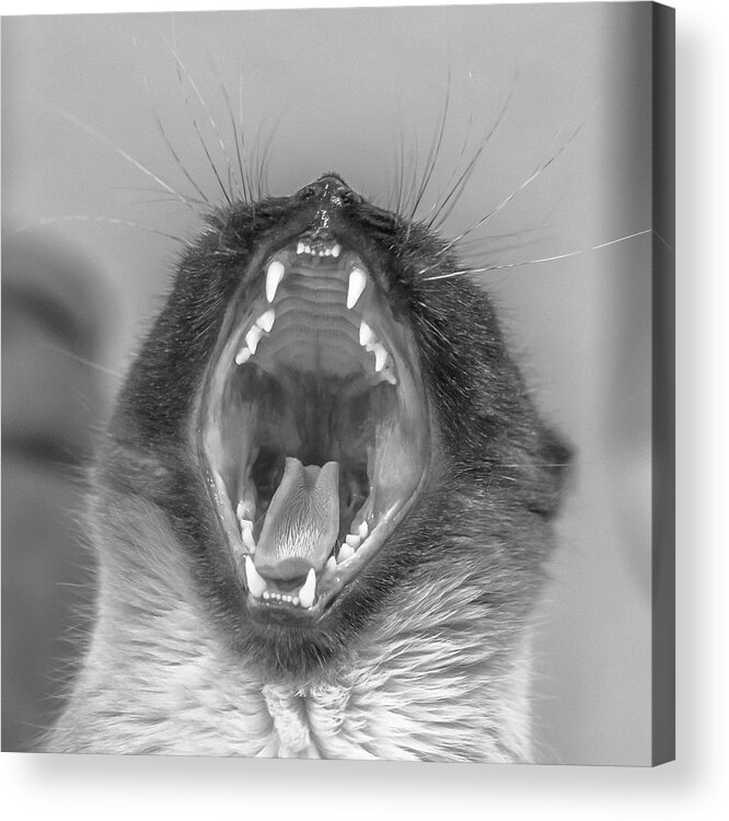 Kitten Acrylic Print featuring the photograph Big Yawn by Jennifer Grossnickle