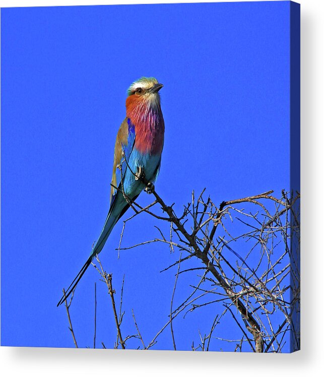 Bird Acrylic Print featuring the photograph Bird - Lilac-breasted Roller by Richard Krebs