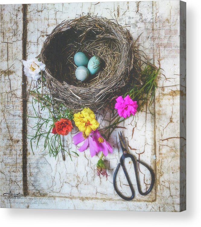 Bird Nest With Blue Bird Eggs Acrylic Print featuring the photograph Bird Nest With Blue Bird Eggs Beauty by Anna Louise