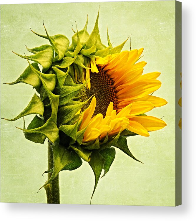 Sunflowers Acrylic Print featuring the photograph Birth by Philippe Sainte-Laudy