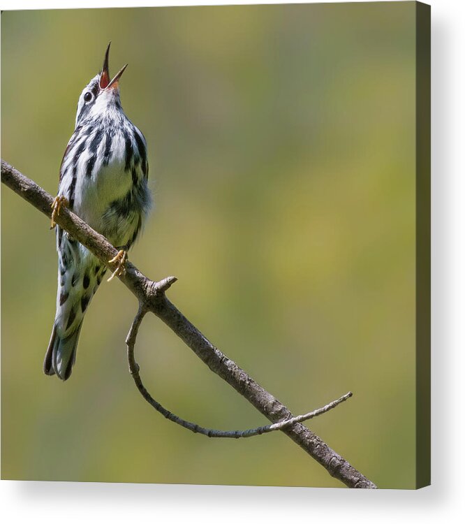 Black And White Warbler Acrylic Print featuring the photograph Black and White Warbler by Bill Wakeley