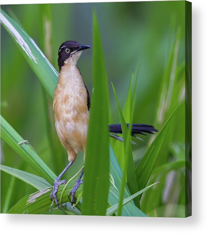 2015 Acrylic Print featuring the photograph Black-capped Donacobius by Jean-Luc Baron