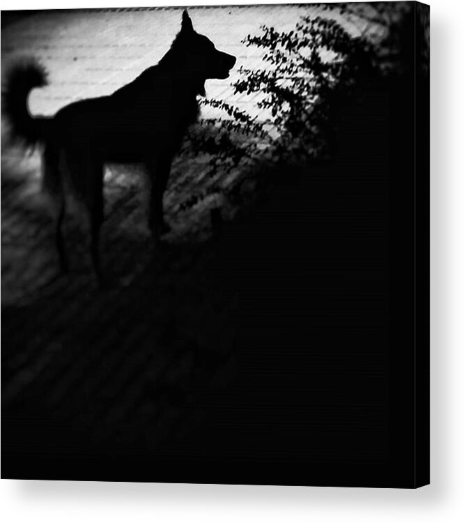 Blackandwhite Acrylic Print featuring the photograph Black Chuvak
#dogs #dogsofinstagram by Rafa Rivas