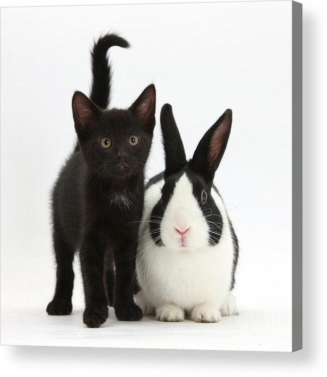 Nature Acrylic Print featuring the photograph Black Kitten And Dutch Rabbit by Mark Taylor