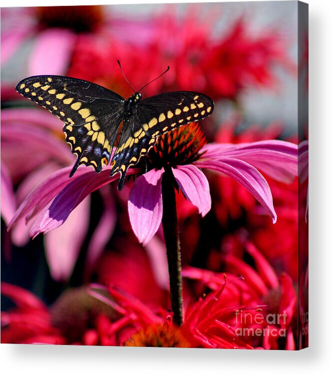 Insect Acrylic Print featuring the photograph Black Swallowtail Butterfly on Coneflower Square by Karen Adams