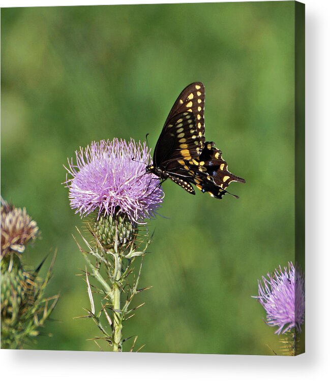 Butterfly Acrylic Print featuring the photograph Spicebush Swallowtail Butterfly by Sandy Keeton