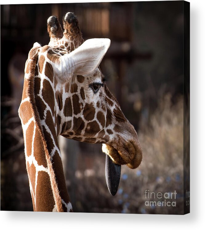 Colorado Springs Zoo Acrylic Print featuring the photograph Black Tongue of the Giraffe by Jennifer Mitchell