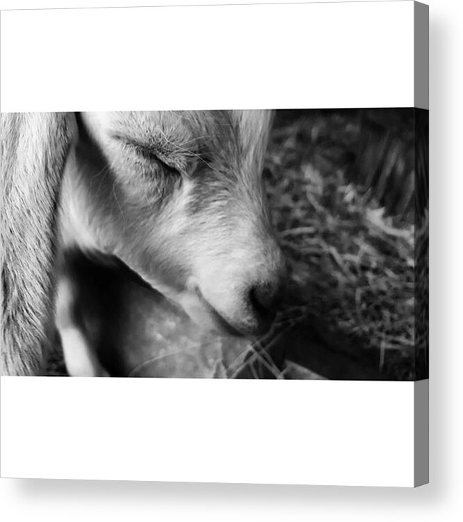 Cute Acrylic Print featuring the photograph #blackandwhite #bnw #bnw_captures by Natalie Anne