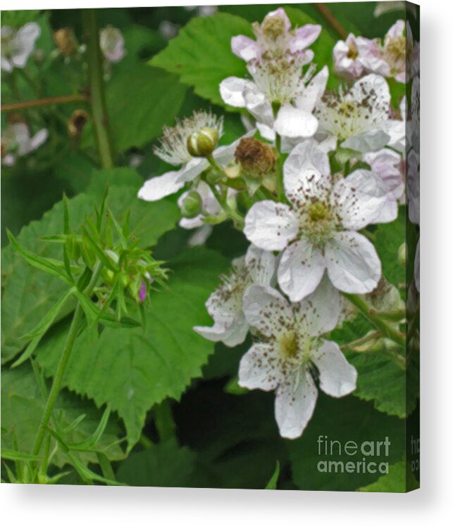 Pacific Northwest Acrylic Print featuring the photograph Blackberry Flowers by Ellen Miffitt