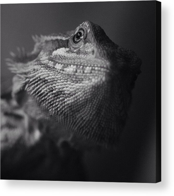 Rcspics Acrylic Print featuring the photograph Blix by Dave Edens