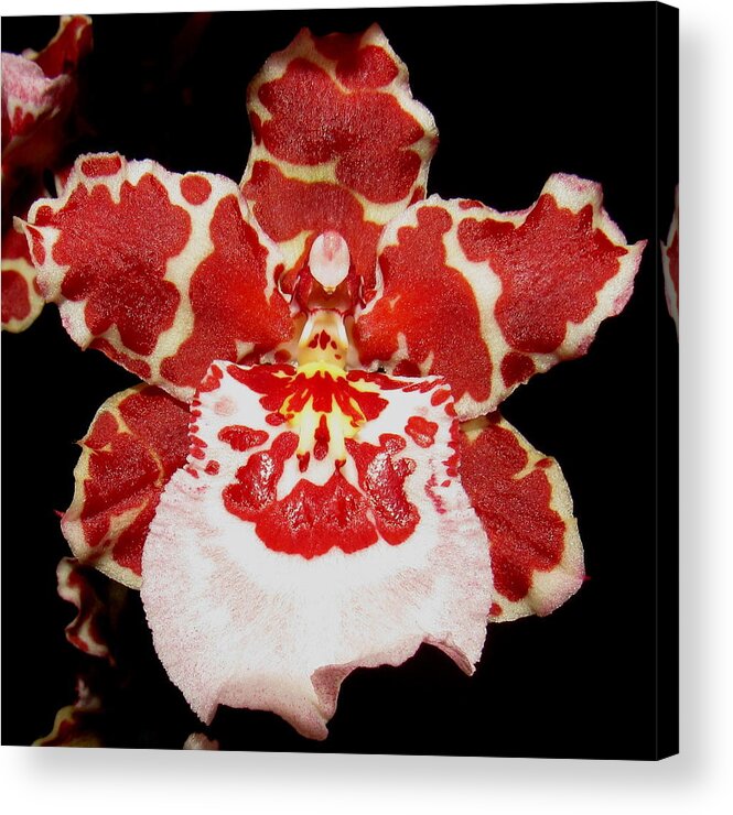 Blood Orchid Acrylic Print By Joshua Bales