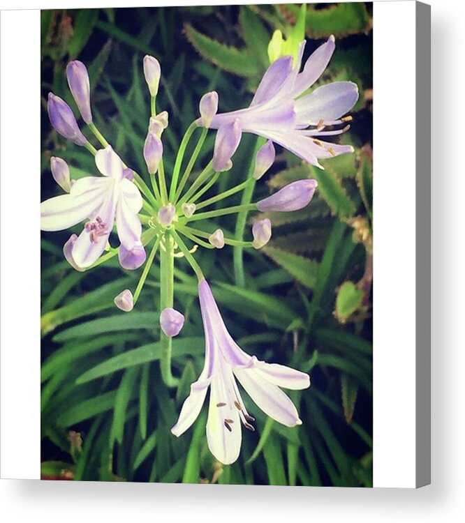 Whatsgrowinginthegarden Acrylic Print featuring the photograph #bloomingnow #flowers by Joan McCool