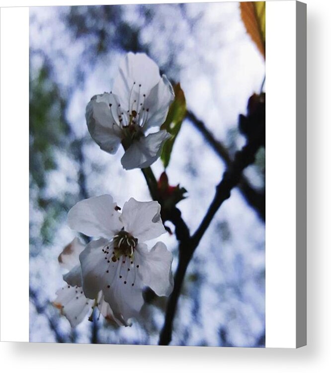 Flower Acrylic Print featuring the photograph #blossom #spring #macro #flower #pretty by Natalie Anne