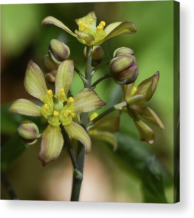 Blue Cohosh Acrylic Print featuring the photograph Blue Cohosh by Tana Reiff