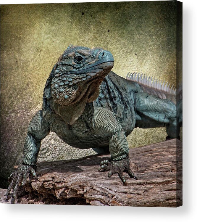 Animal Acrylic Print featuring the photograph Blue Iguana by Teresa Wilson