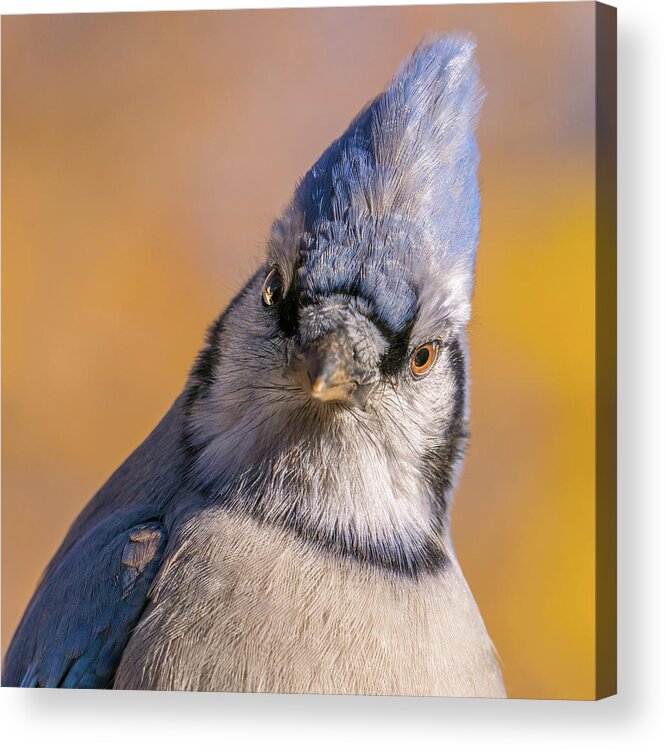 Blue Jay Acrylic Print featuring the photograph Blue Jay portrait by Jim Hughes