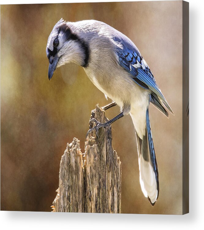 Blue Jay Acrylic Print featuring the photograph Blue Jay Posted Details by Bill and Linda Tiepelman
