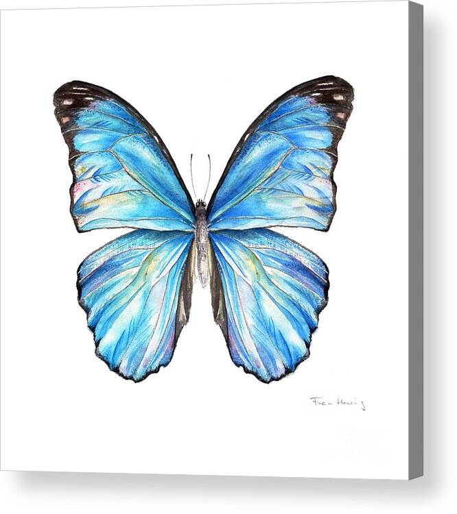 Butterfly Acrylic Print featuring the painting Blue Morpho Butterfly by Fran Henig