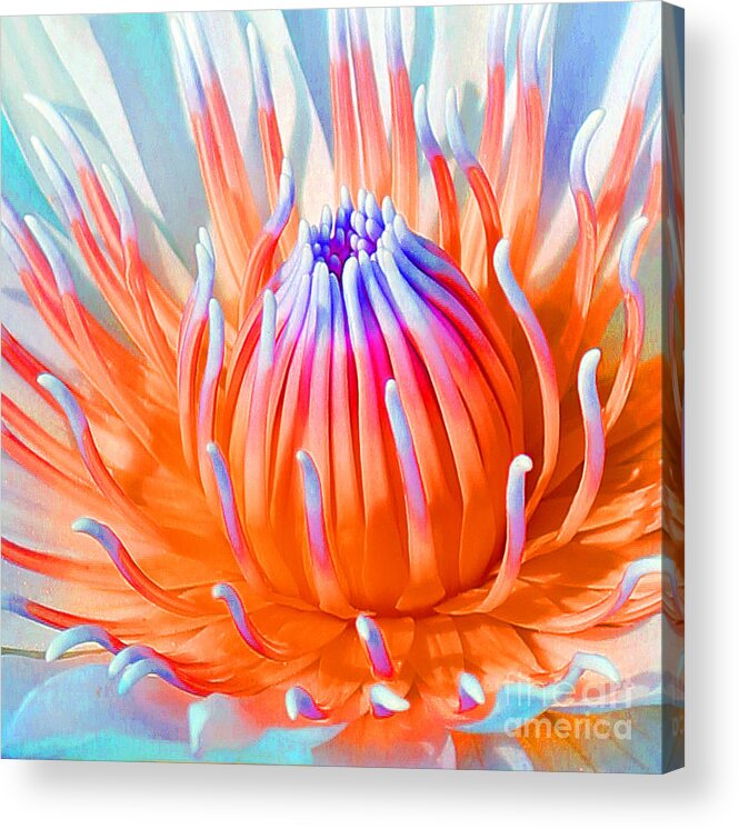 Blue Orange Lily Acrylic Print featuring the photograph Blue Orange Lily by Jennifer Robin