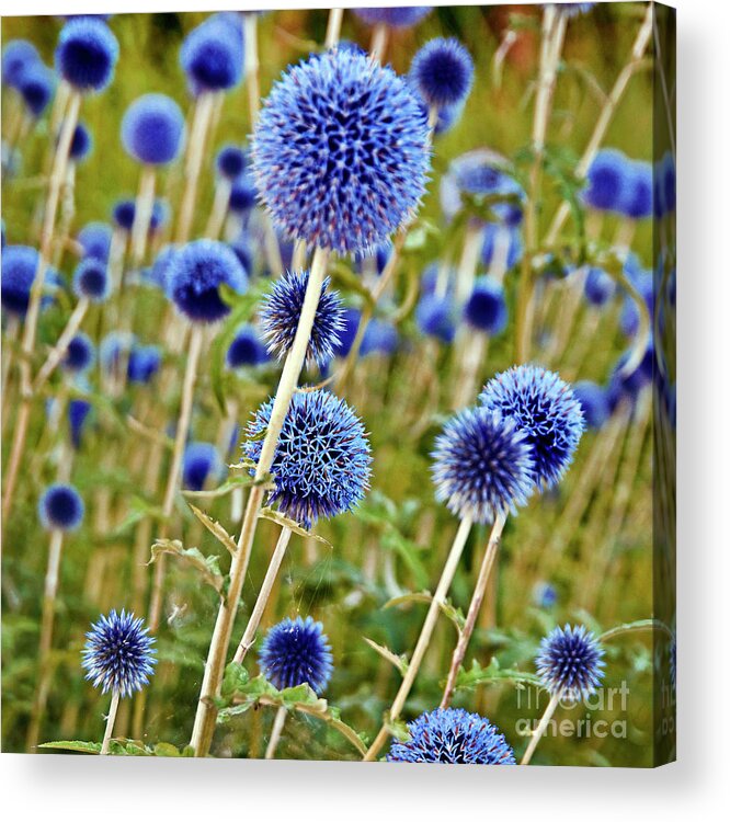 Blue Wild Thistle Acrylic Print featuring the photograph Blue Wild Thistle by Silva Wischeropp