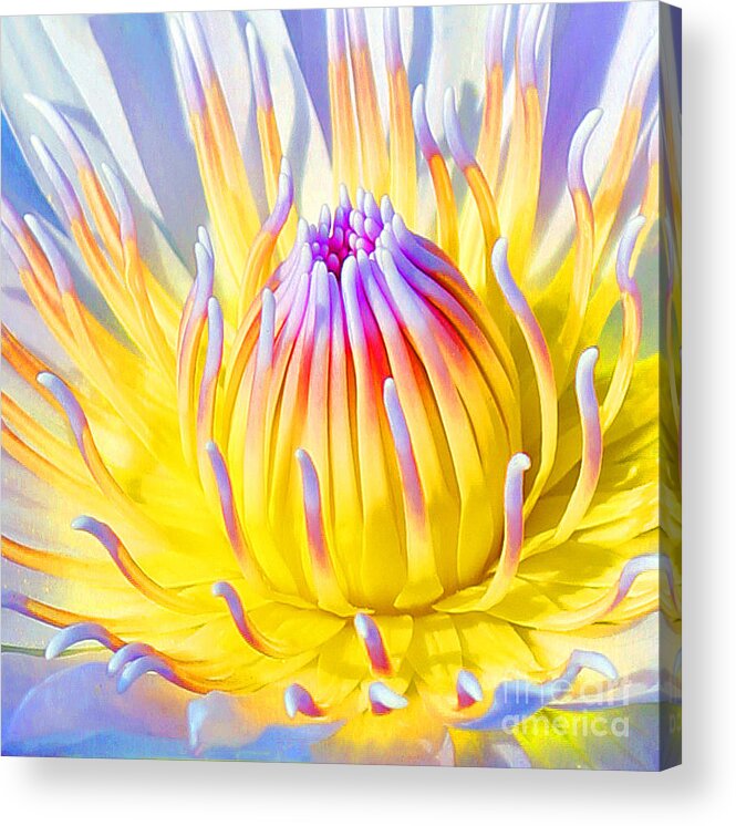  Blue Lotuses Acrylic Print featuring the photograph Blue Yellow Lily by Jennifer Robin