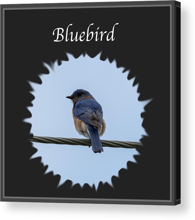 Eastern Bluebird Acrylic Print featuring the photograph Bluebird by Holden The Moment