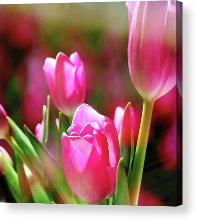 Iphone Acrylic Print featuring the photograph Blush by Kevin Bergen