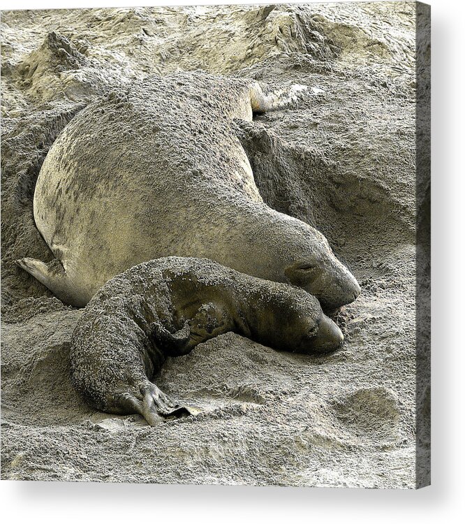 Elephant Seal Acrylic Print featuring the photograph Bonding by Parrish Todd