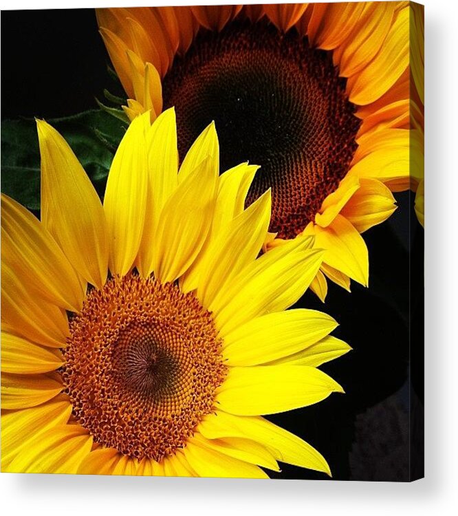 Beautiful Acrylic Print featuring the photograph Sunflowers by Jasmine Poulos