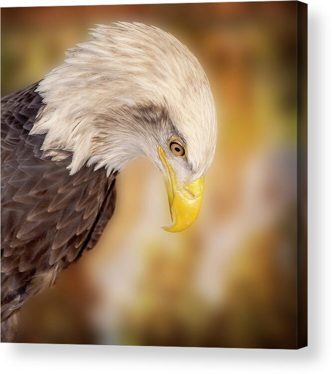 Bald Eagle Acrylic Print featuring the photograph Bow Your Head and Prey by Bill and Linda Tiepelman