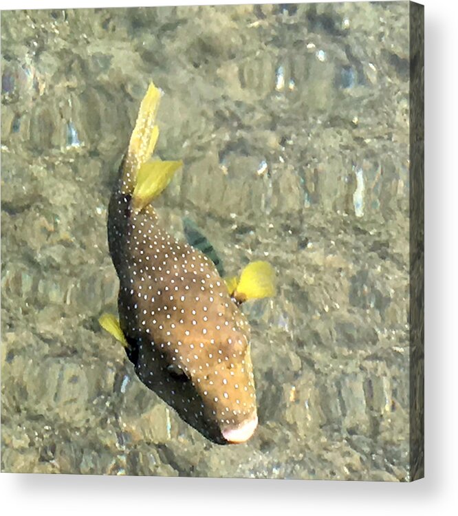 box Fish Acrylic Print featuring the photograph Box Fish - 2 by Karen Nicholson