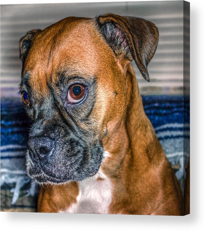 Adorable Acrylic Print featuring the photograph Boxer Portrait by Rob Sellers