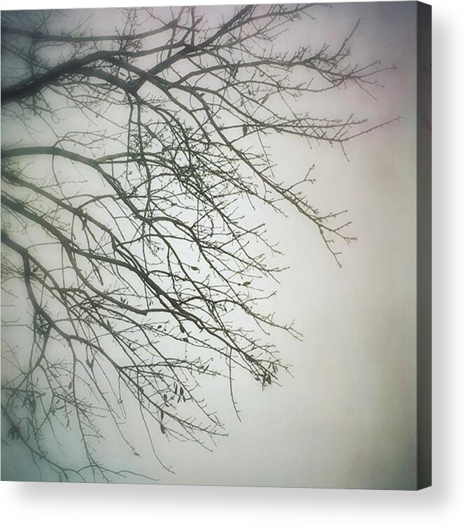 Iphone6 Acrylic Print featuring the photograph Branches On A Grey Day #iphone6 #trees by Joan McCool