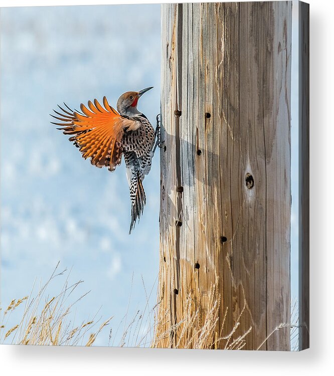 Bird Acrylic Print featuring the photograph Brilliant Northern Flicker Woodpecker by Yeates Photography