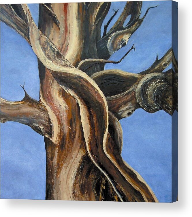 Bristlecone Acrylic Print featuring the painting Bristlecone Tree No.4 by Wanda Pepin
