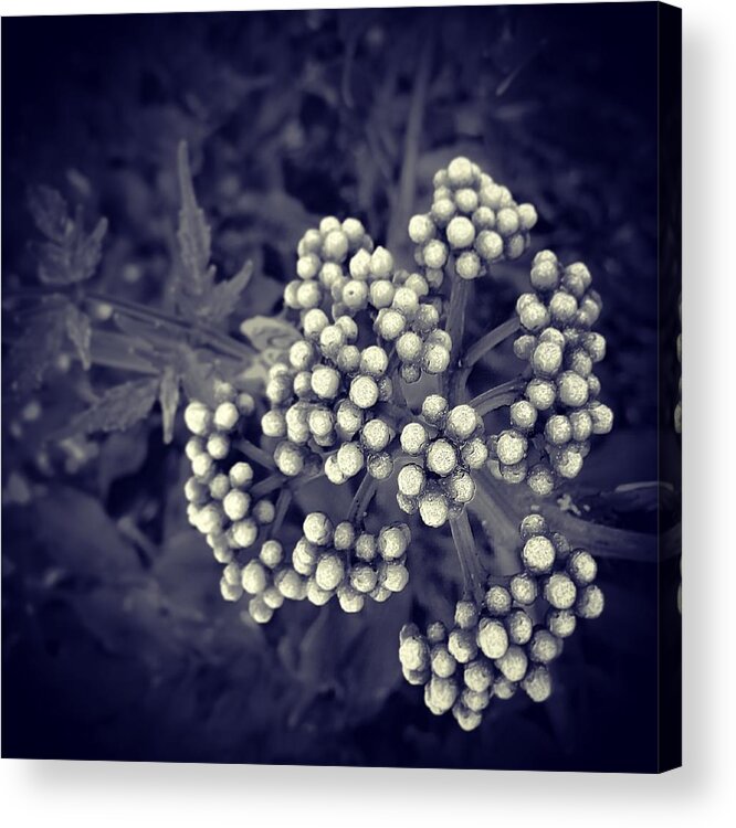 Bronchi Acrylic Print featuring the photograph Bronchi by Lean P