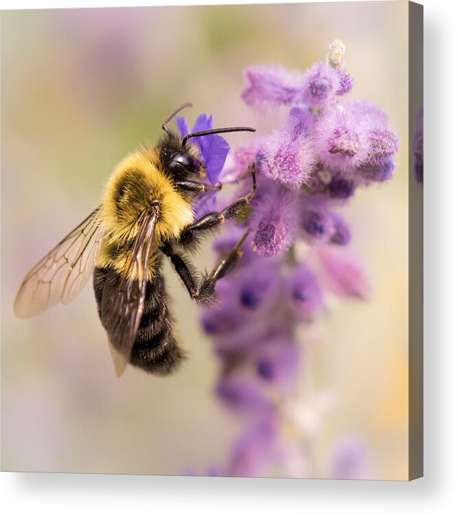 Perovskia Atriplicifolia Acrylic Print featuring the photograph Bumble Bee on Russian Sage by Jim Hughes