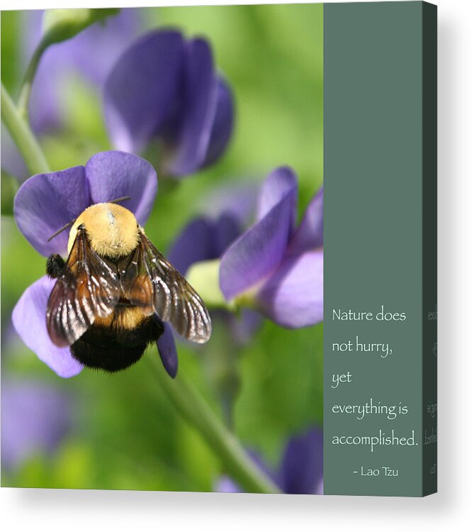 Zen Acrylic Print featuring the photograph Bumble Bee with Zen Quote by Hermes Fine Art