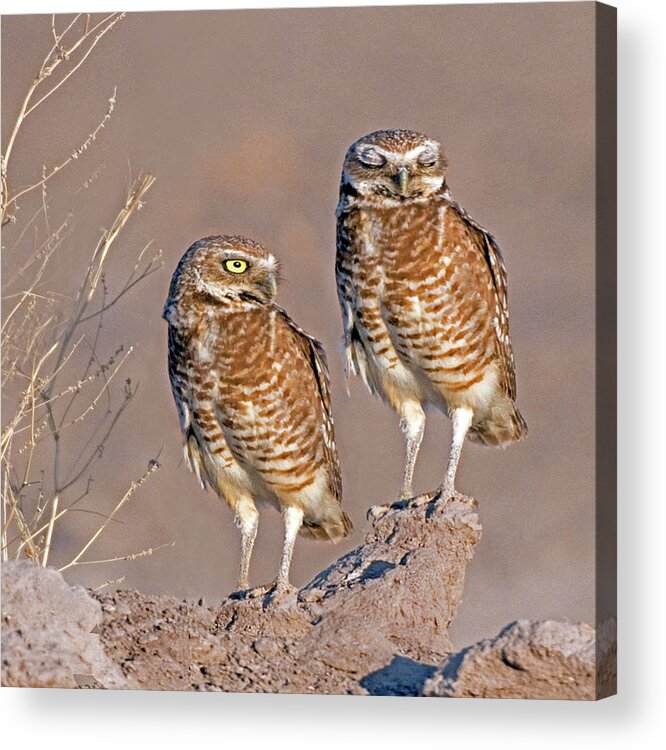 Burrowing Owls Acrylic Print featuring the photograph Burrowing Owls at Salton Sea by Thanh Thuy Nguyen