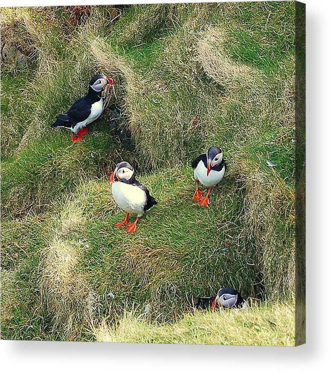Puffins Acrylic Print featuring the photograph Busy by HweeYen Ong