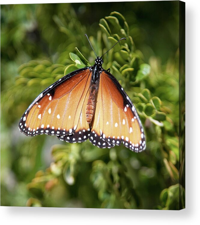 Butterfly Acrylic Print featuring the photograph Butterfly 6 by Catherine Lau