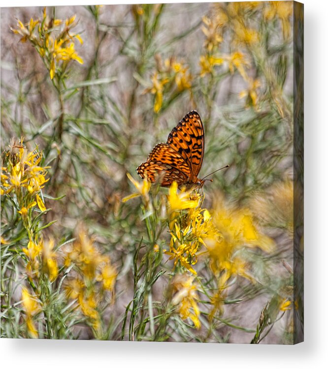 Butterfly Acrylic Print featuring the photograph Butterfly Brunch by Bonnie Bruno