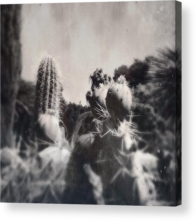 Cactus Acrylic Print featuring the photograph Cactus Flower 3 by Anne Thurston