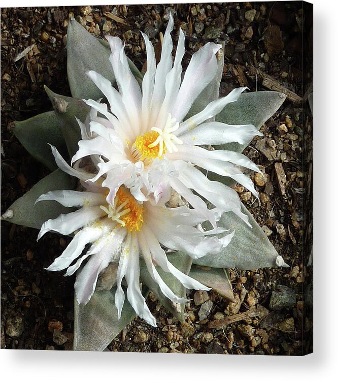 Cactus Acrylic Print featuring the photograph Cactus Flower 7 by Selena Boron