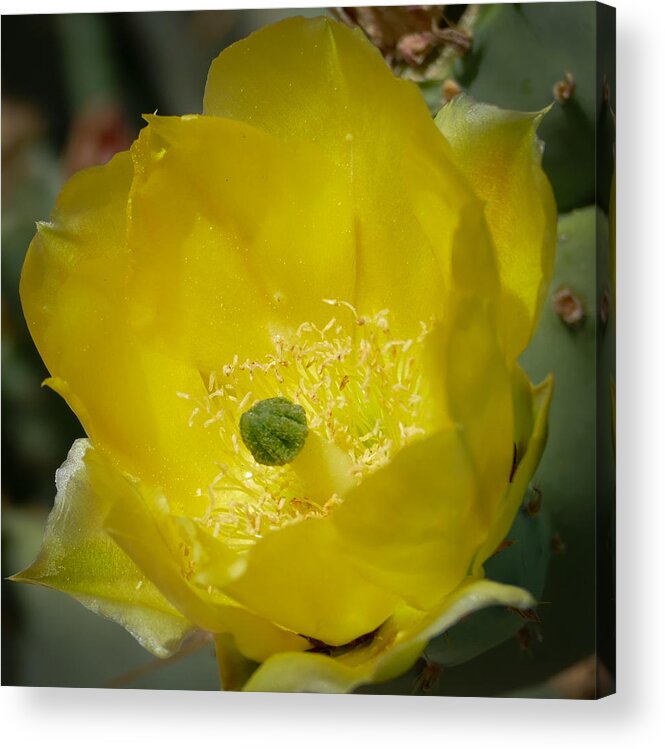 Cactus Acrylic Print featuring the photograph Cactus Flower by Laurel Powell
