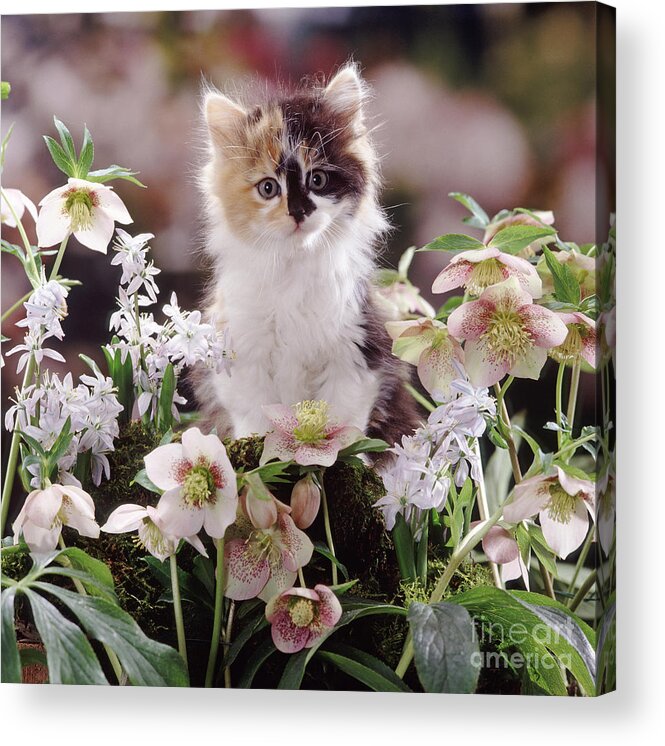 Lenten Roses Acrylic Print featuring the photograph Calico and Scillas by Warren Photographic