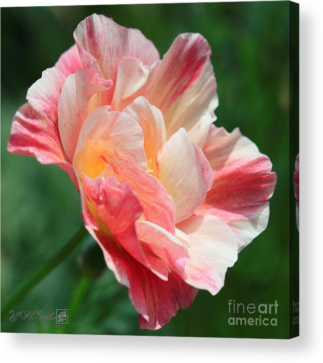 Mccombie Acrylic Print featuring the photograph California Poppy named Rosa Romantica by J McCombie