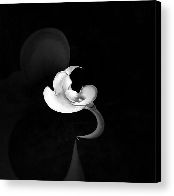 Calla Lily Acrylic Print featuring the photograph Calla Lily Study 1 by Usha Peddamatham